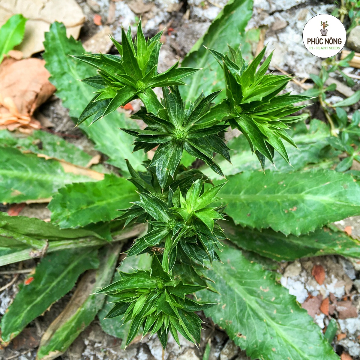 Cây ngò gai hay còn được gọi là mùi tàu