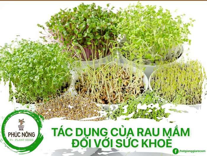 Tác Dụng Của Rau Mầm Đối Với Sức Khoẻ Và Cách Chế Biến Đúng Cách
