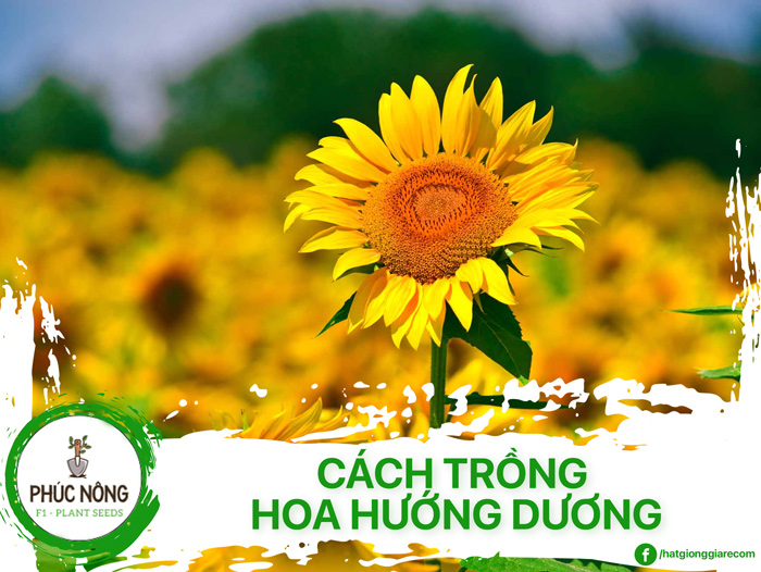 Cách trồng hoa hướng dương bằng hạt và cành trong chậu