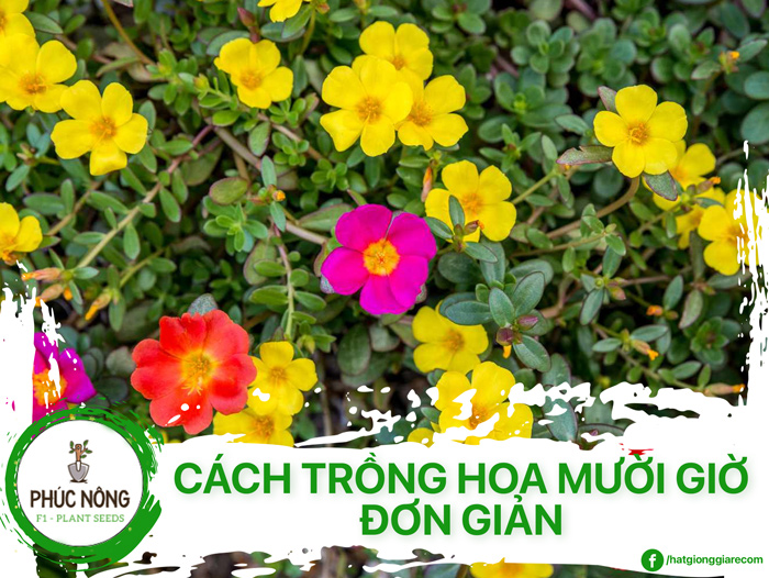 Cách trồng và chăm sóc hoa mười giờ đơn giản, hoa nở đẹp