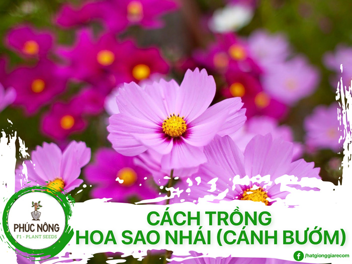 Hướng dẫn cách trồng và chăm sóc hoa sao nhái trong chậu từ hạt giống