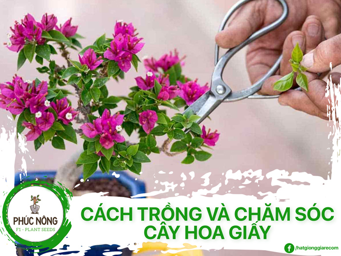 Kỹ thuật trồng và cách chăm sóc hoa giấy trong chậu dịp tết