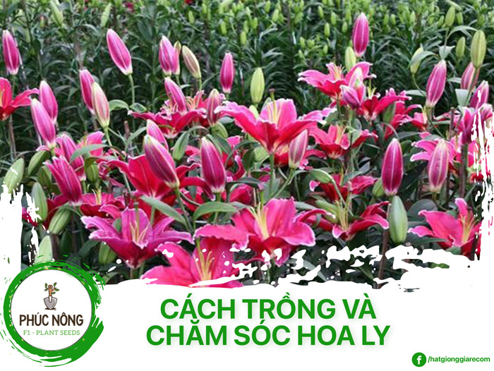 Cách trồng và chăm sóc hoa ly nở đẹp, đúng dịp tết