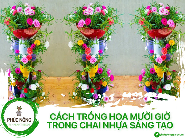 Cách Trồng Hoa Mười Giờ sáng tạo trong Chai Nhựa