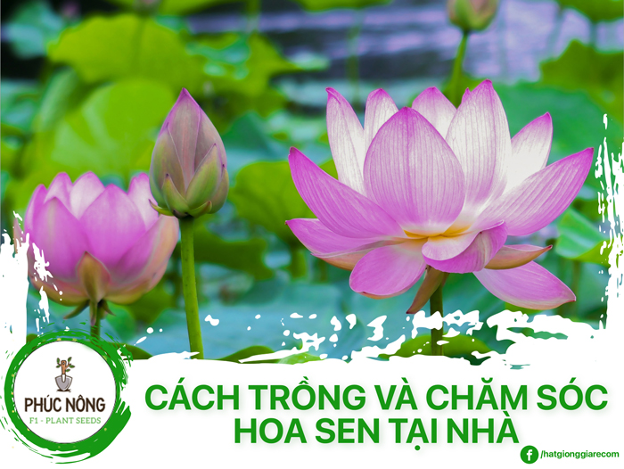 Cách trồng và chăm sóc hoa sen trong chậu tại nhà