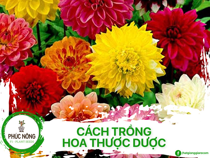 Hướng dẫn cách trồng hoa thược dược nở đúng tết