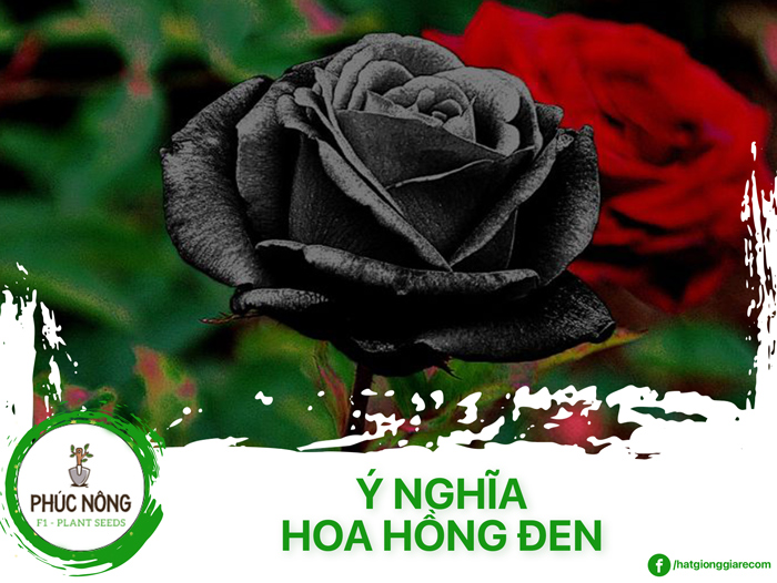 Sự tích và ý nghĩa tặng hoa hồng đen