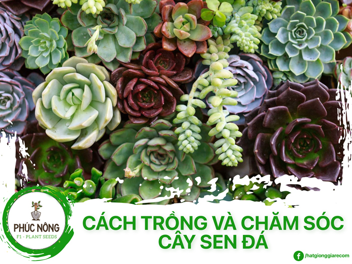 Cách trồng và chăm sóc sen đá trong chậu khi mới mua về