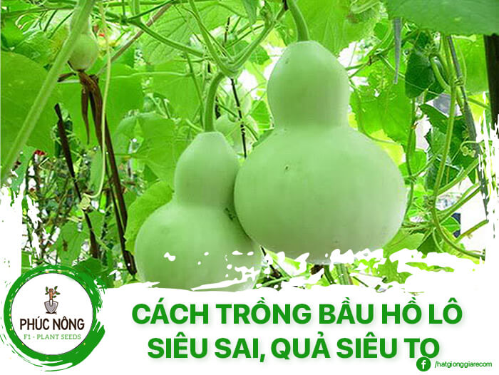Cách trồng bầu hồ lô