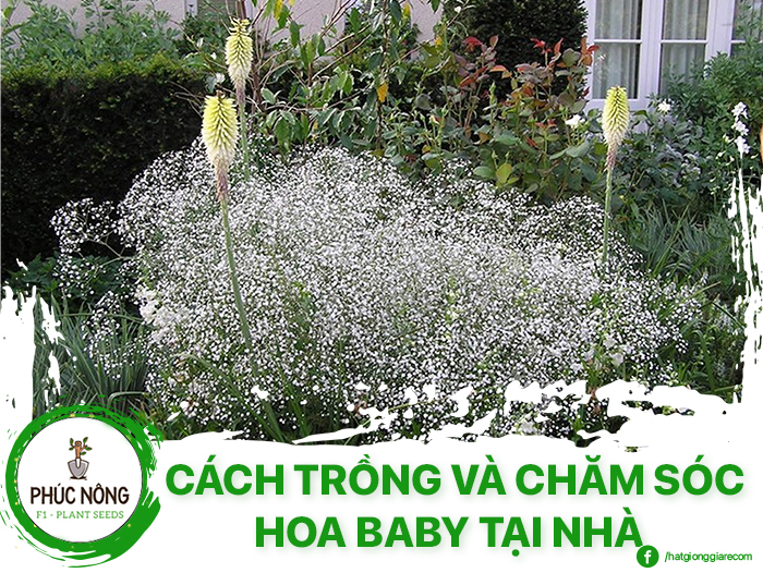 Cách trồng hoa baby