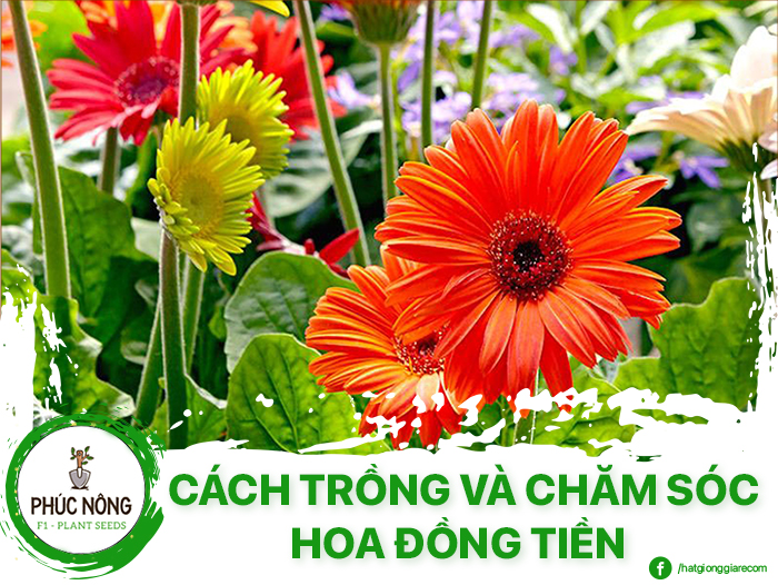 Cách trồng hoa đồng tiền