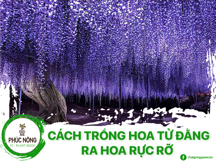 Cách trồng hoa tử đằng