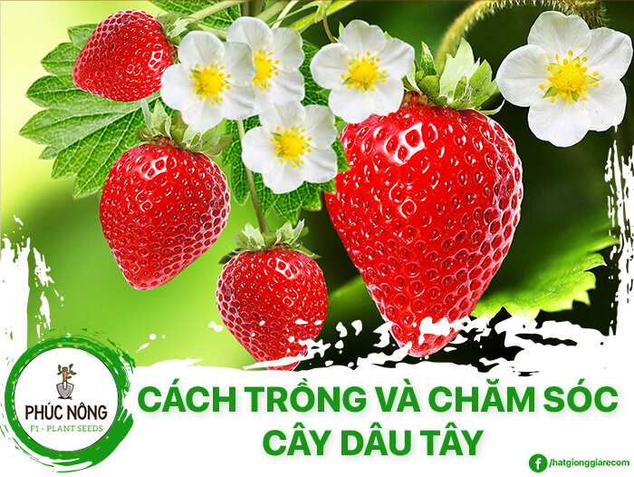 Cách trồng cây dâu tây