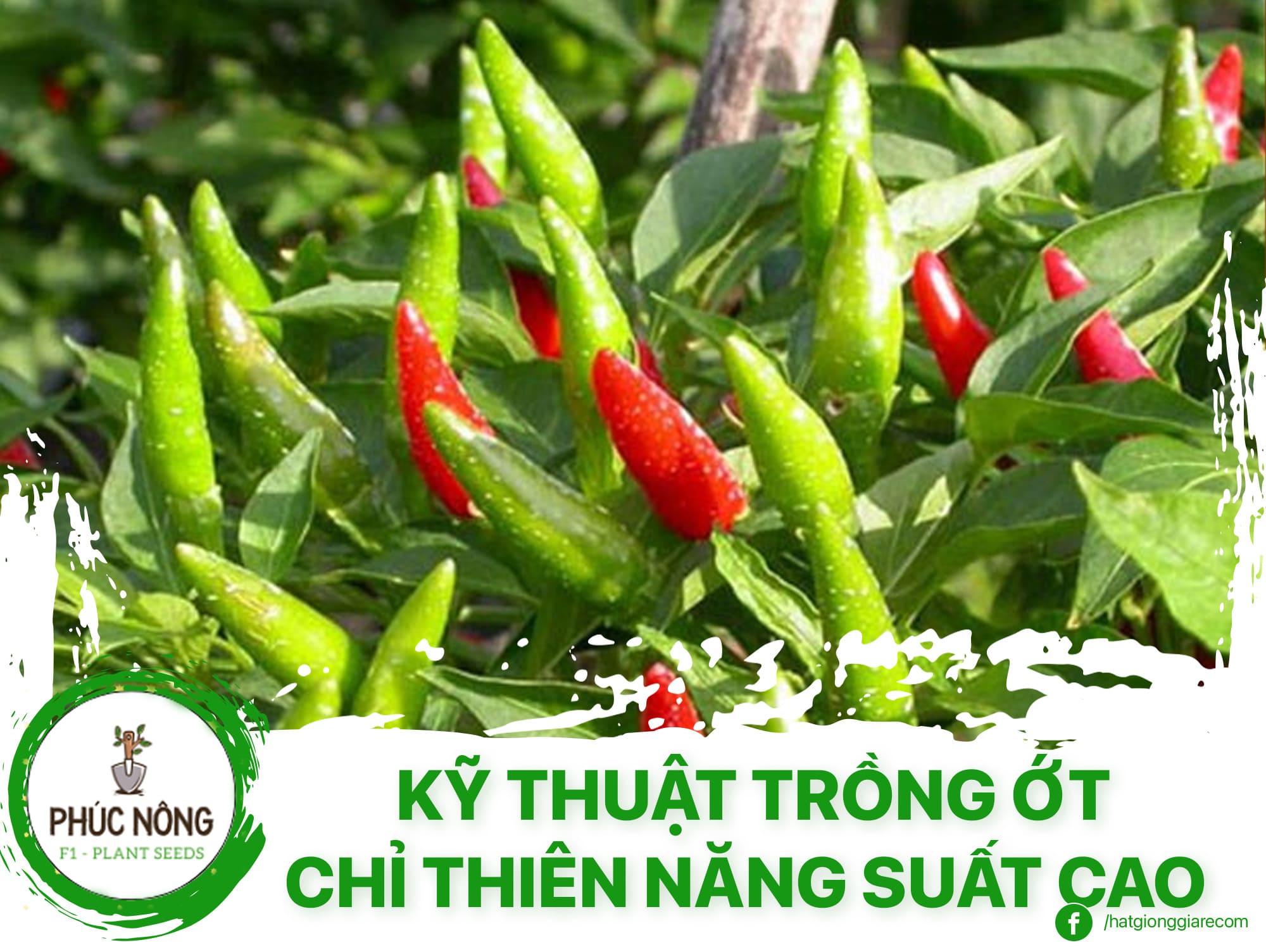 kỹ thuật trồng ớt chỉ thiên