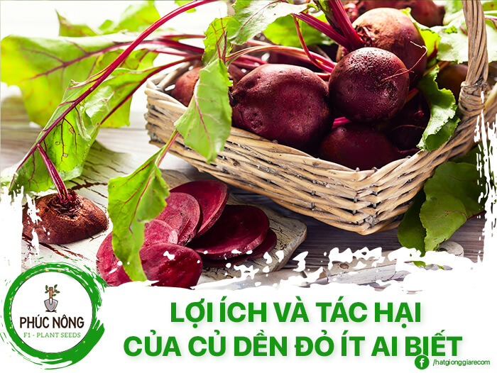 Lợi ích và tác hại của củ dền đỏ