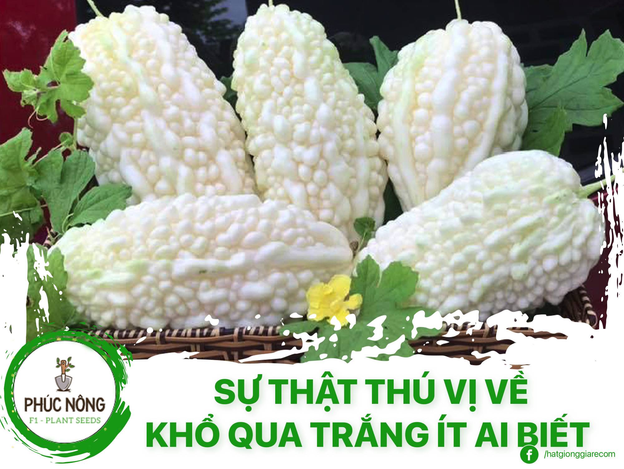 Những điều thú vị về khổ qua trắng